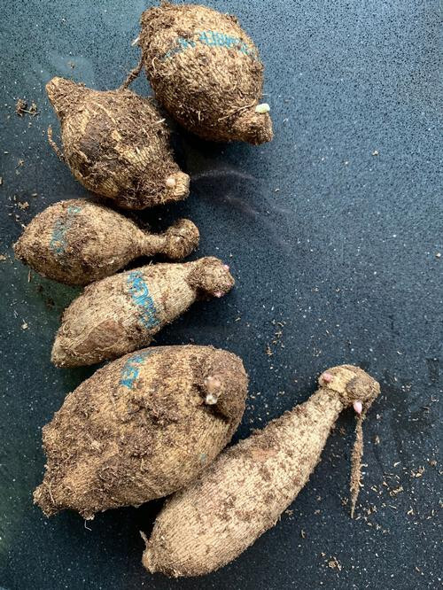 1 - David Howard Decorative Dahlia Flower Bulb Tuber