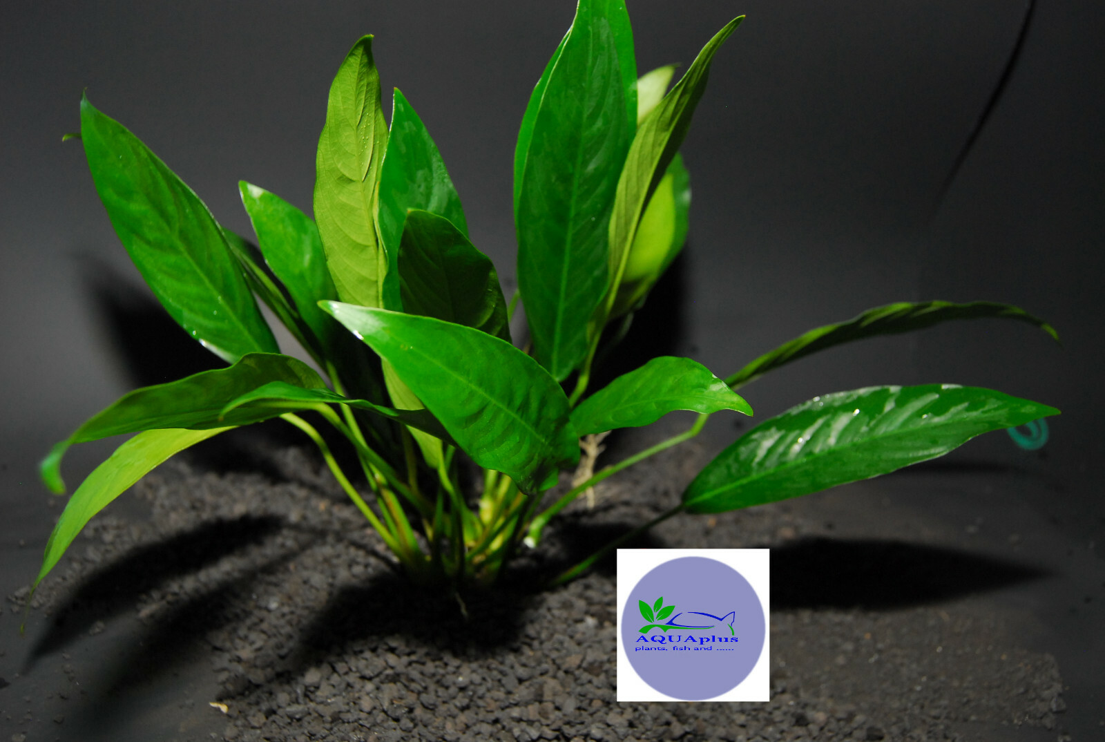 ANUBIAS LANCEOLATA-Freshwater Aquatic Live Plants
