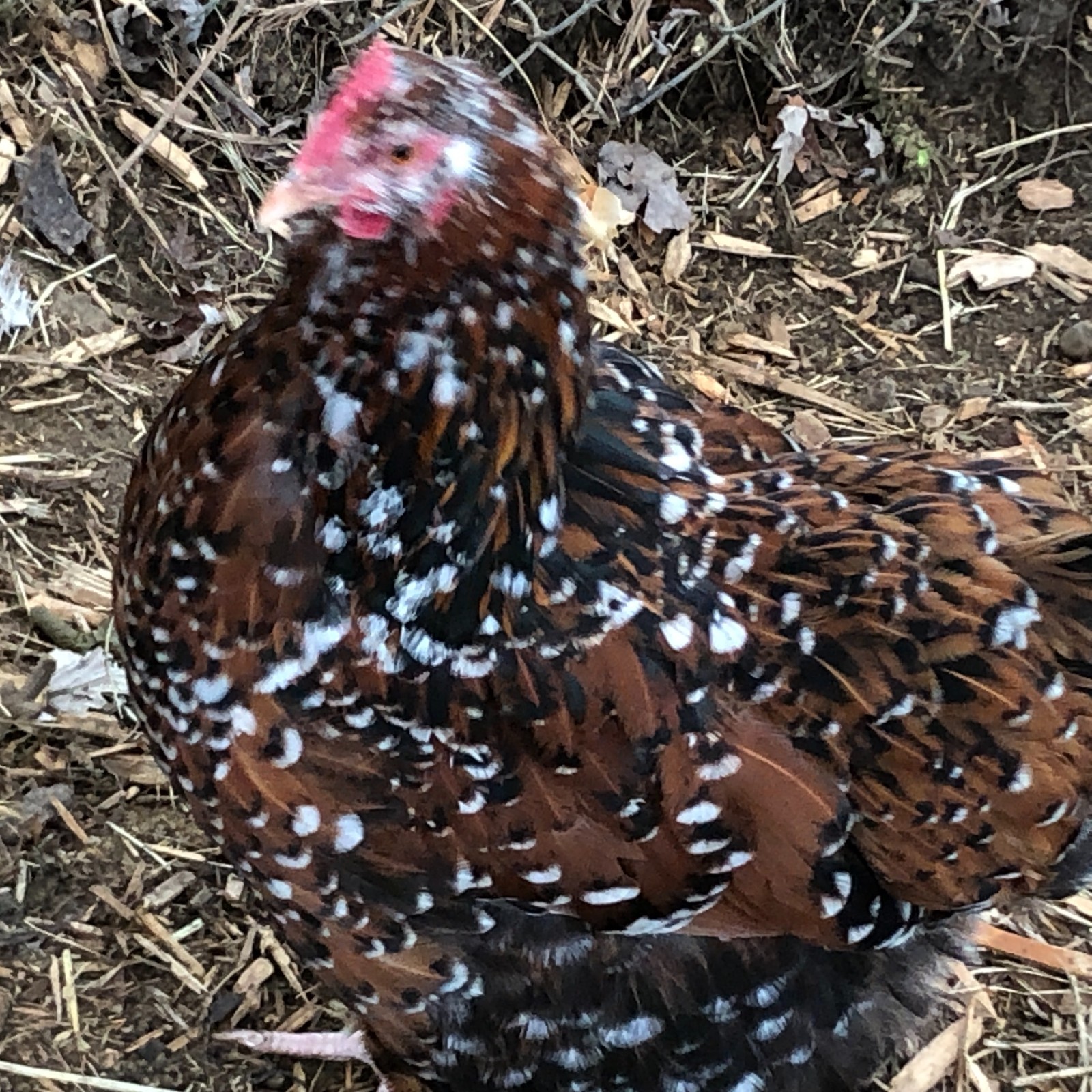 11+ Fertile Chicken Hatching Eggs BarnyardMix/Crested/Easter/Rare Breed Possible