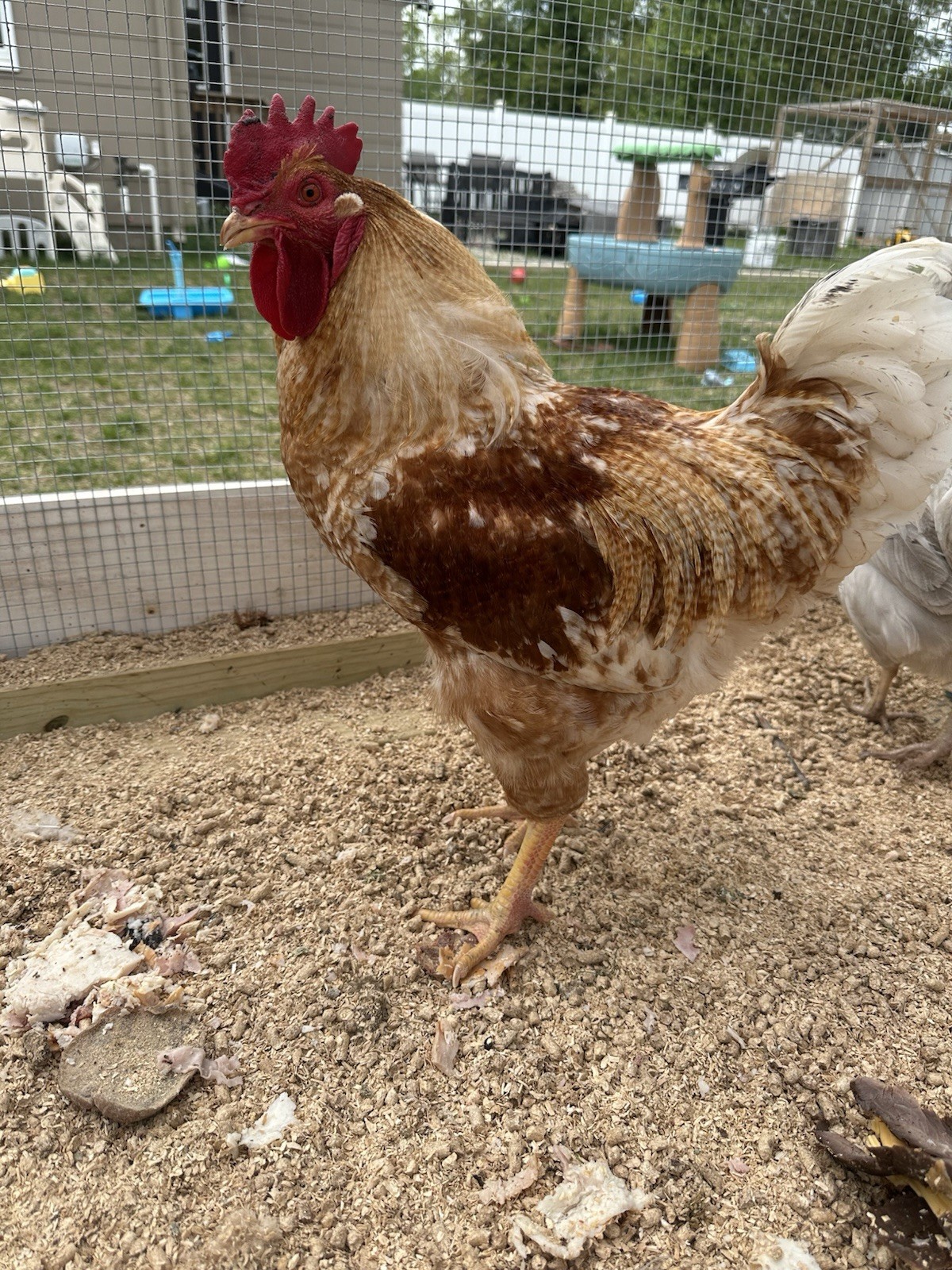 6+ Easter Egger Hatching Eggs Great For Rainbow Baskets!