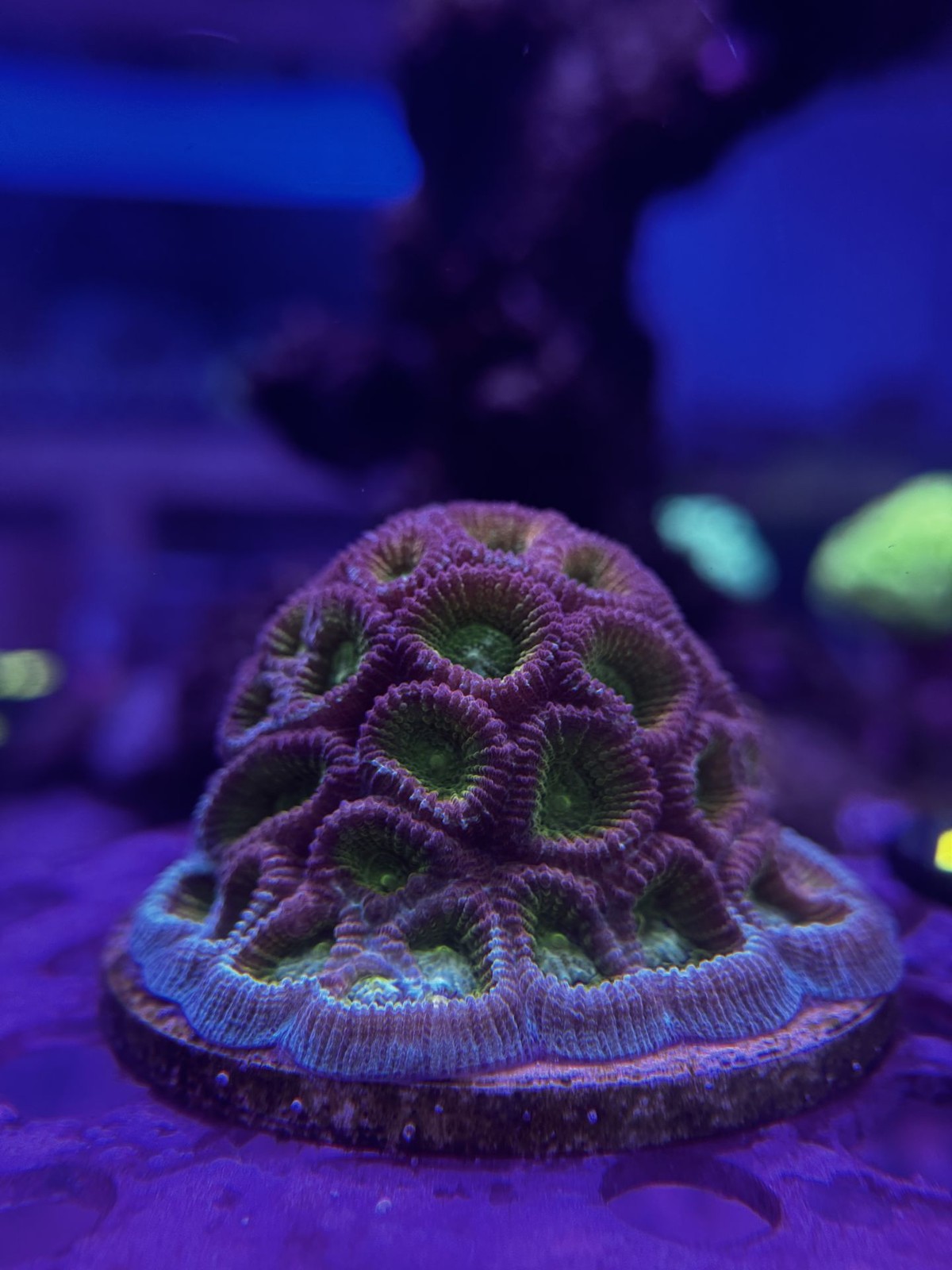 Livestock (Corals) - Favia Coral - Teal/Purple/Green (WYSIWYG)