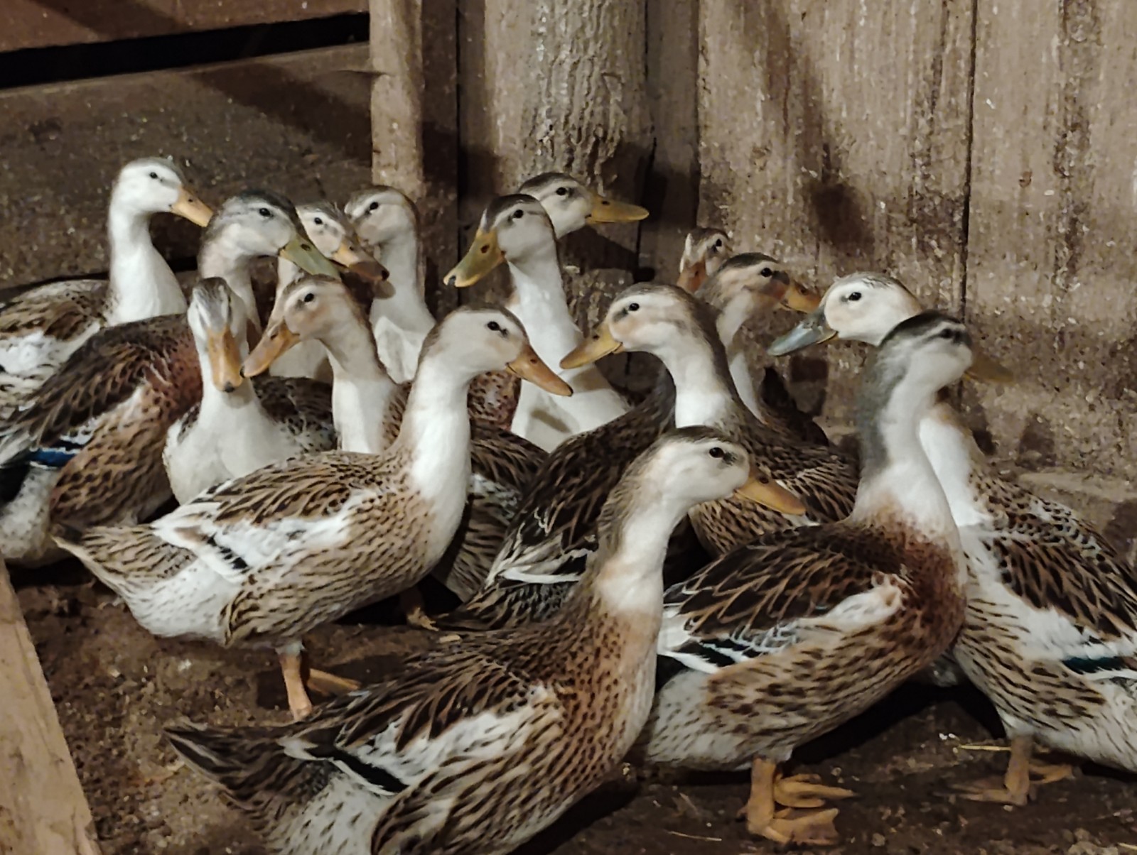 5+1 Silver Appleyard Duck Hatching Eggs Through Darling Farm.