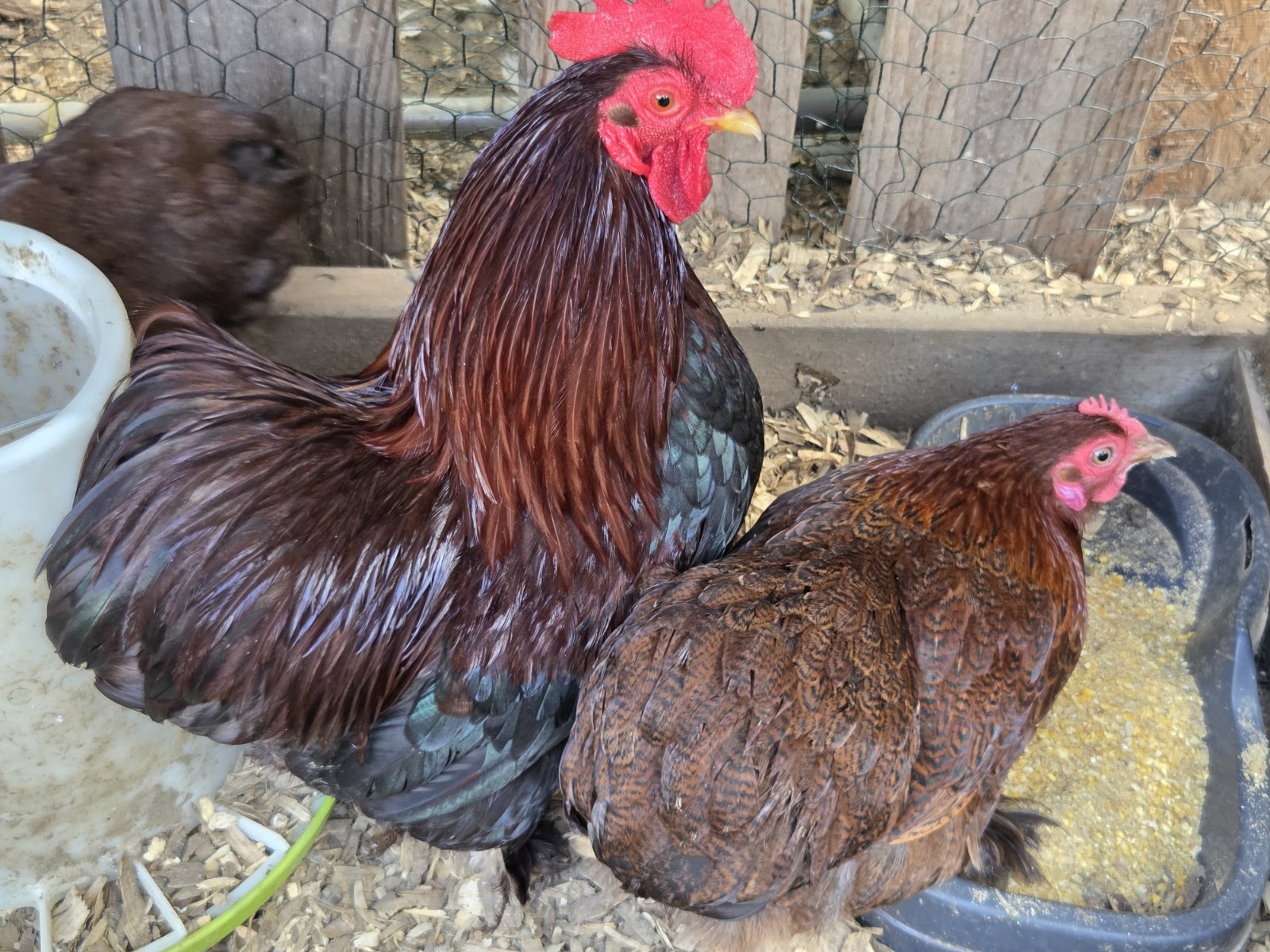 Bantam Partridge Cochin Hatching Eggs 6+1