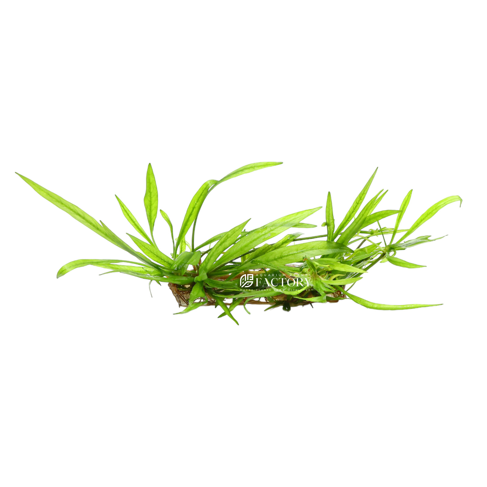 Helanthium Bolivianum Tissue Culture | Aquarium Plants Factory®