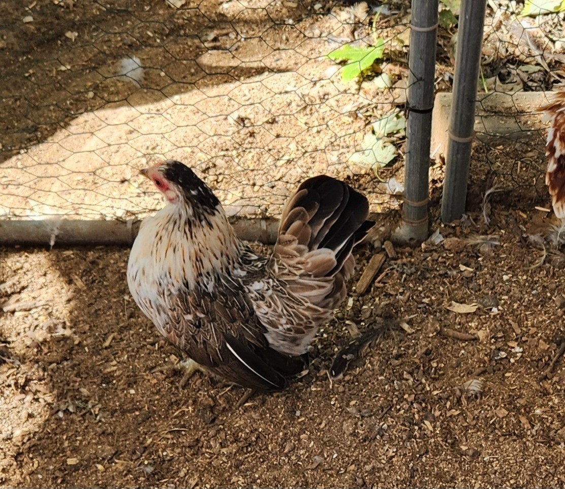 10++ Fertile Show Quality Serama Chicken Hatching Eggs