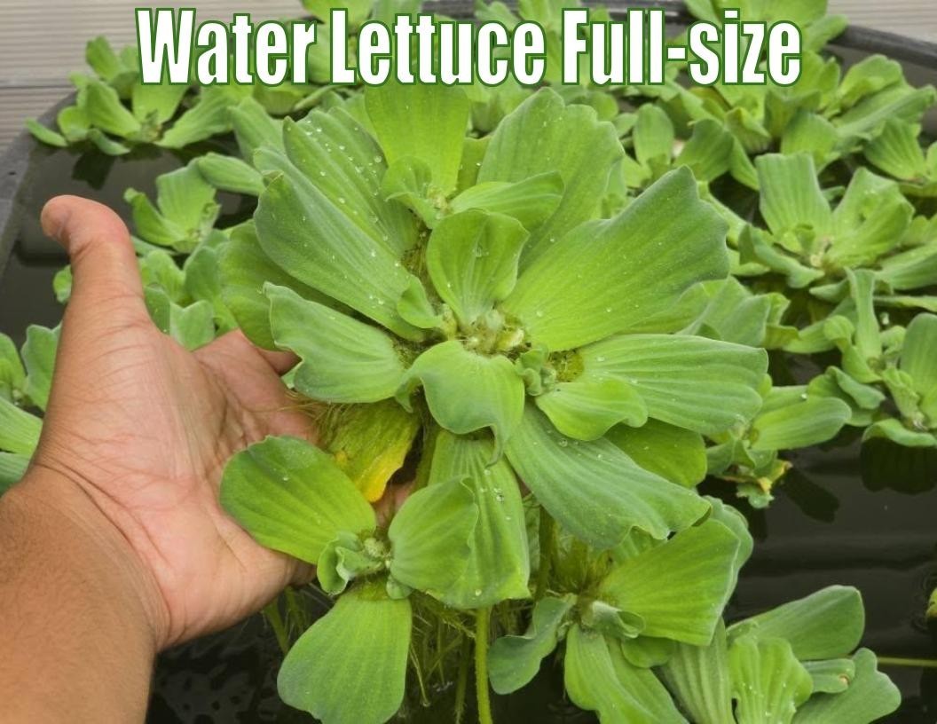 Water Lettuce Live Aquatic Plants Aquarium Plants Freshwater Natural Aquarium