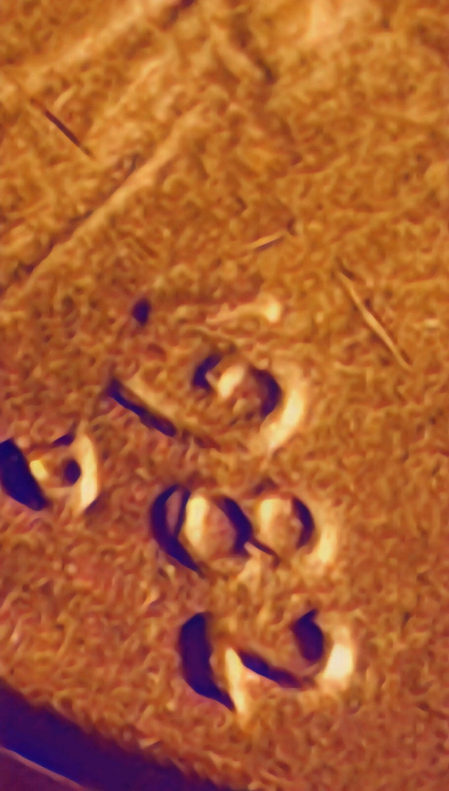 1982 D Lincoln Cent