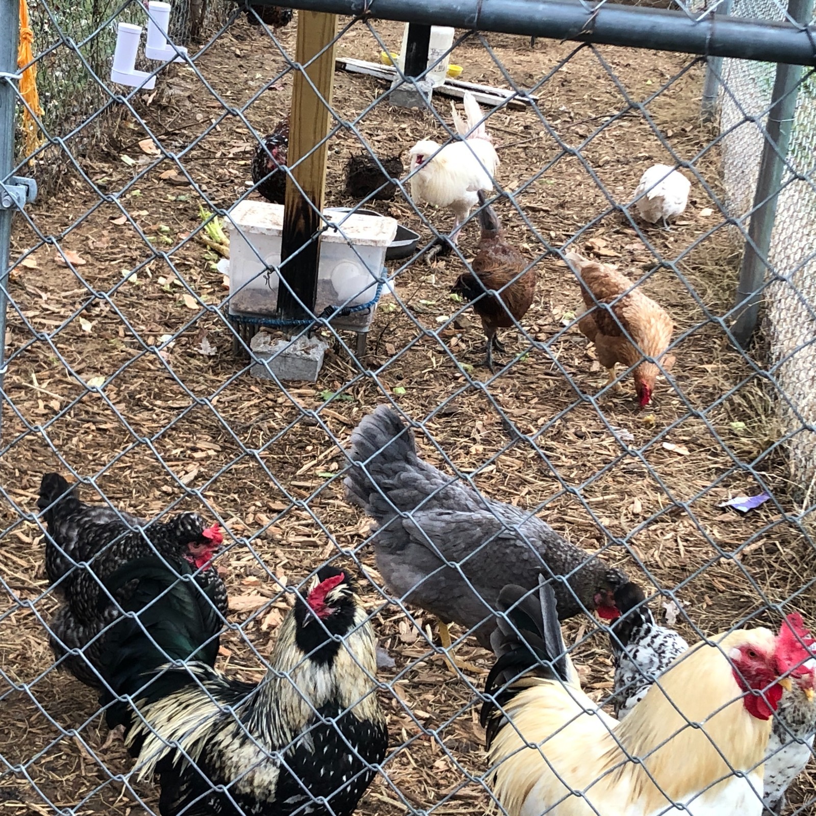 11+ Fertile Chicken Hatching Eggs BarnyardMix/Crested/Easter/Rare Breed Possible
