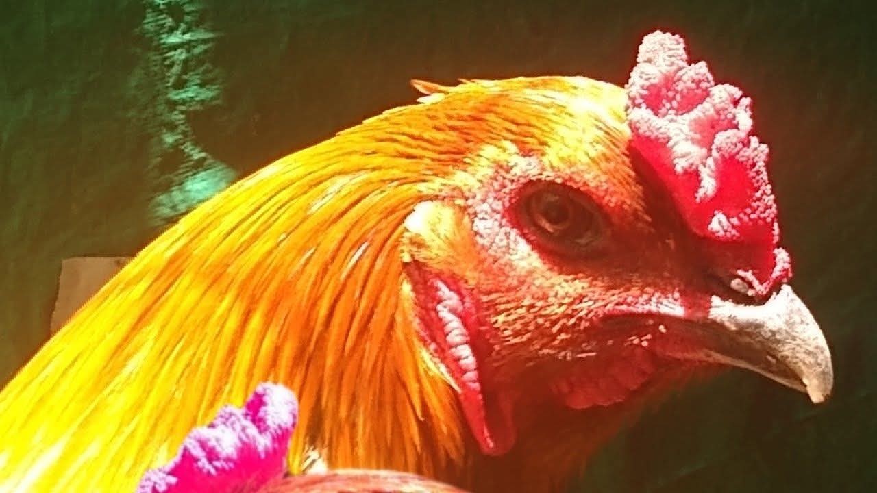 6+ rare Belgian Liege hatching eggs