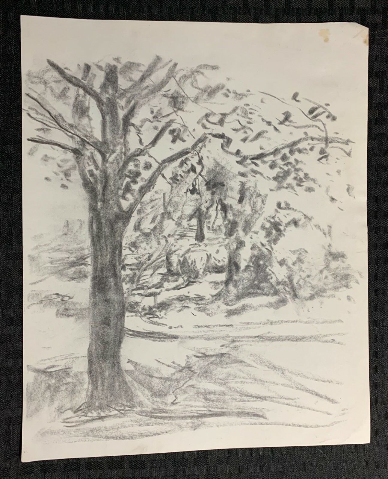 LANDSCAPE w/ Bold Tree in Forest 1.x12.5" Pencil on Paper by Unknown