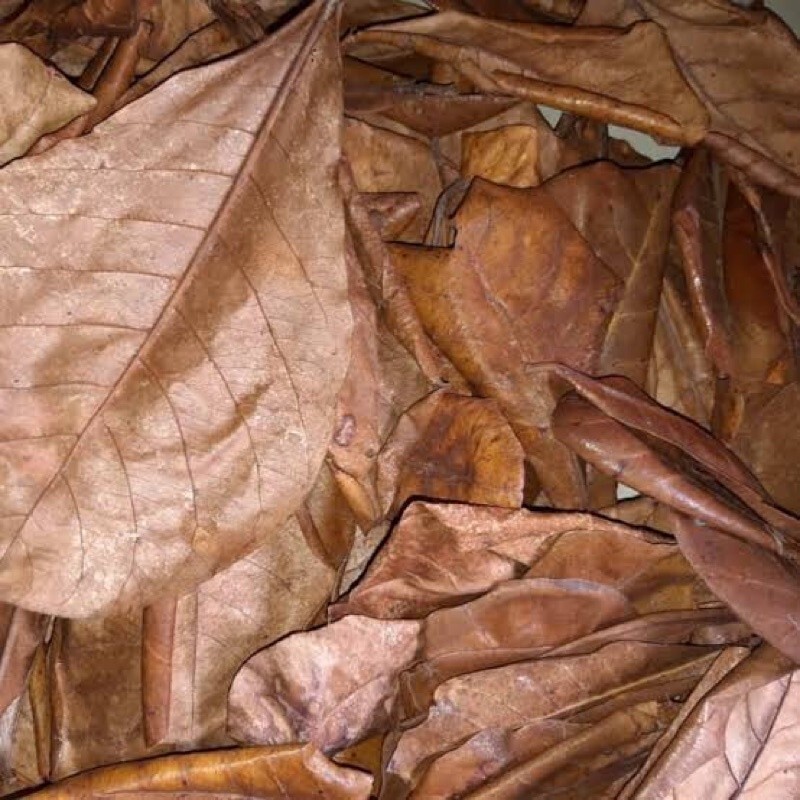 50 Natural Leaves Indian Aquarium Catappa Betta Care Almond Shrimp Fish Ketapang