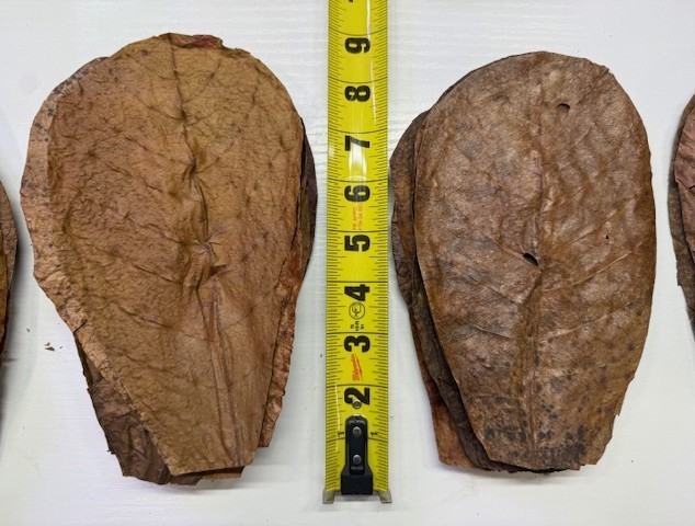 Large ORGANIC Indian almond leaves 8inch-9inch Catappa, for shrimp and fish tank