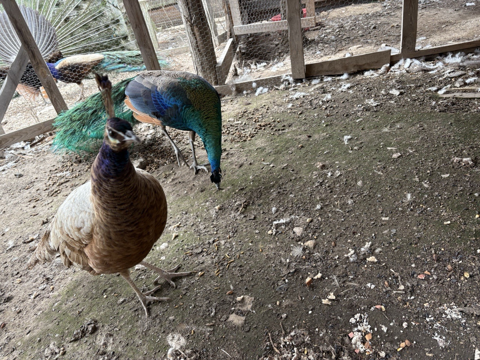 3 Java Green Purple Spaulding hatching eggs.