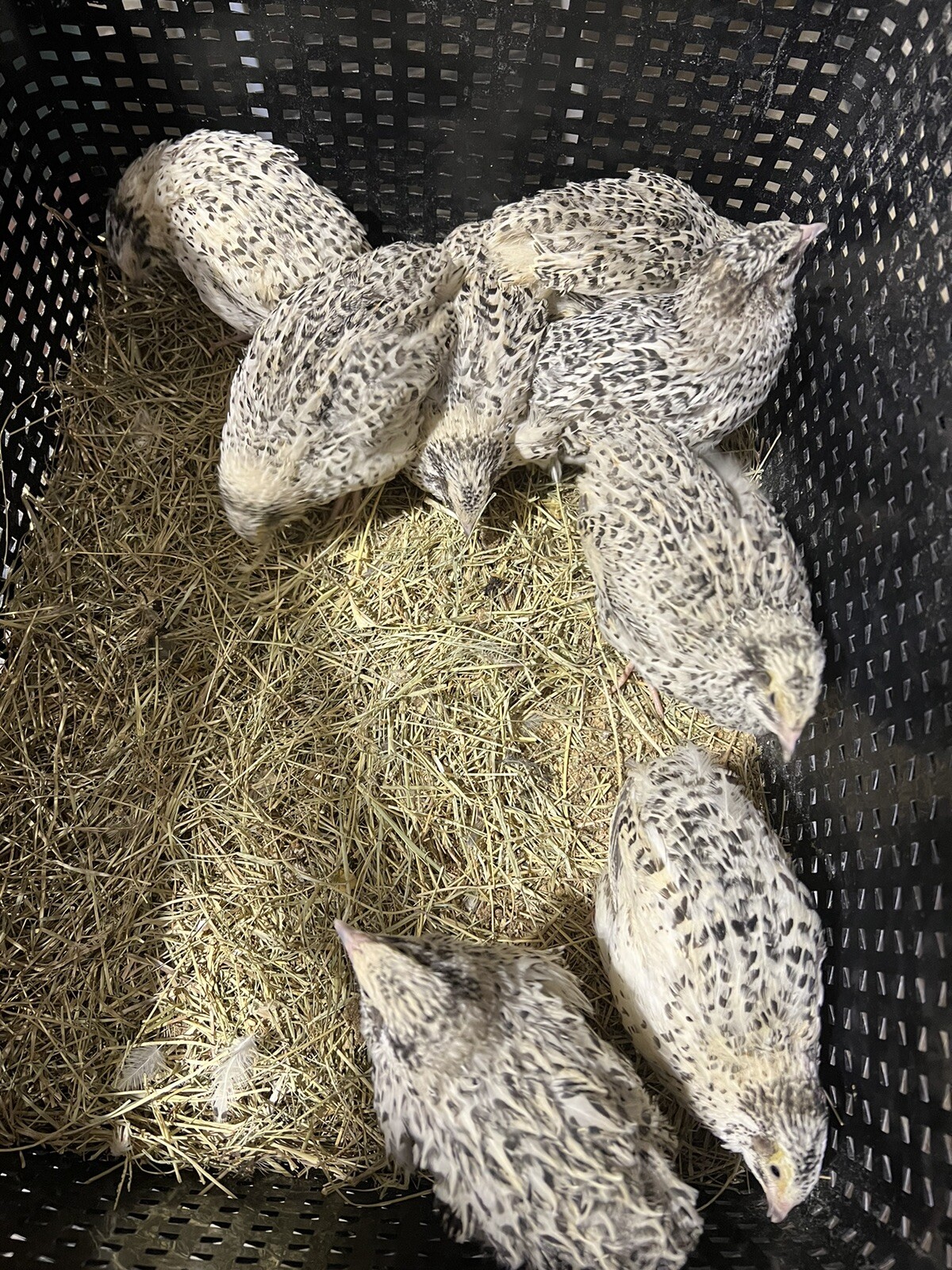 168 Mix Color Quail Hatching Eggs  14 Dozen