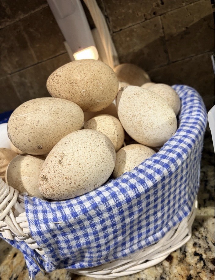 Eastern and Heritage Bronze Turkey Mix Hatching Eggs Pack 6