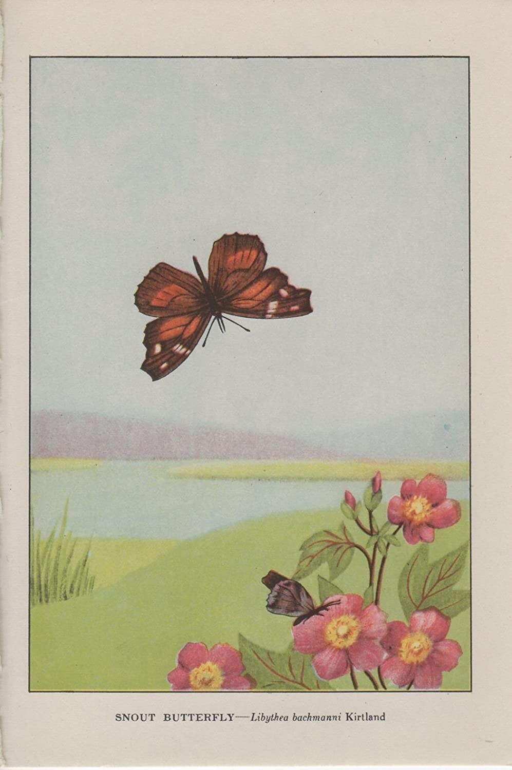 1917 Vintage BUTTERFLIES "SNOUT BUTTERFLY" A LOVELY COLOR Art Plate Lithograph