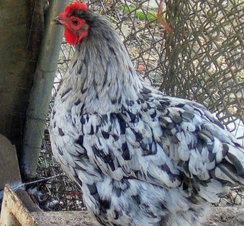 Hatching Maran Eggs 8 (Splash, Blue And Black Copper