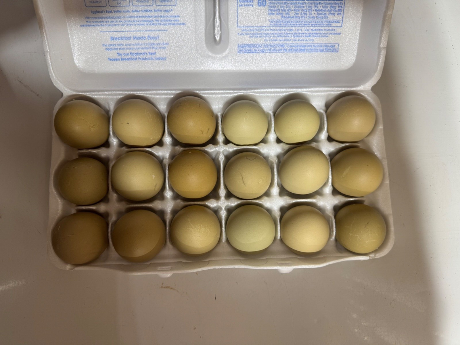 (6) olive egger hatching eggs