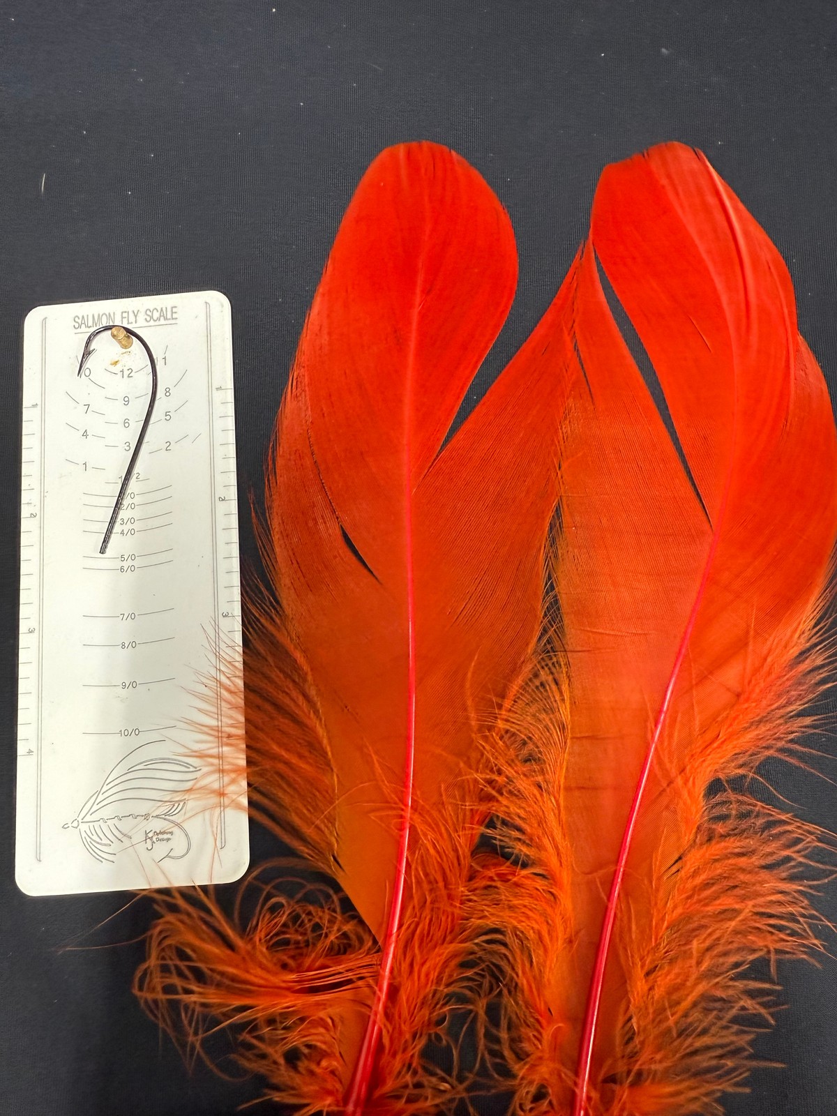 Dyed Swan Shoulders Regular size up to 2-1/4" barb length