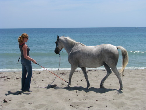 Parelli Patterns - On Line Patterns - NATURAL HORSEMANSHIP EQUINE TRAINING NICE