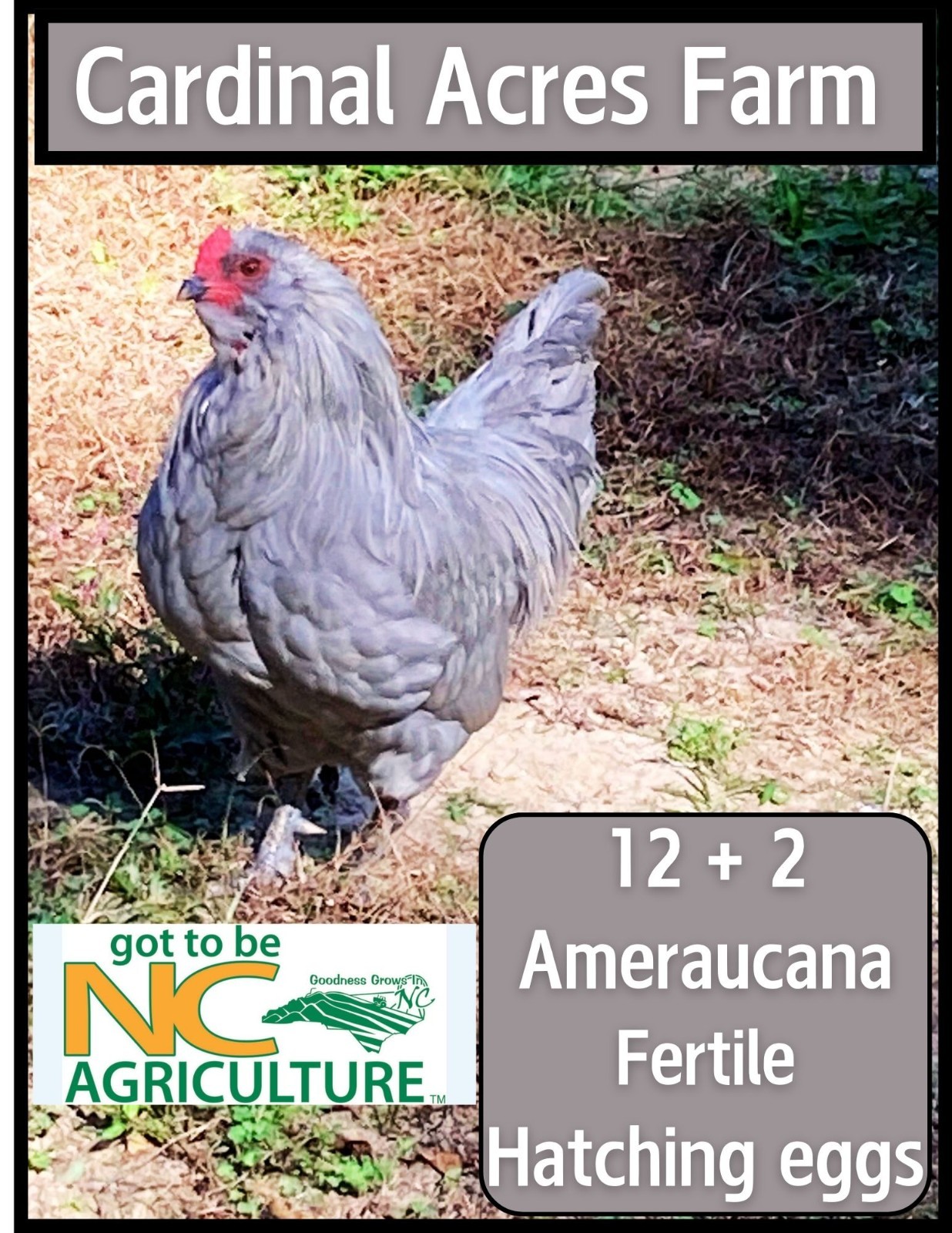 12+2 Ameraucana Fertile Hatching Eggs, Lavender/Splash from Cardinal Acres Farm