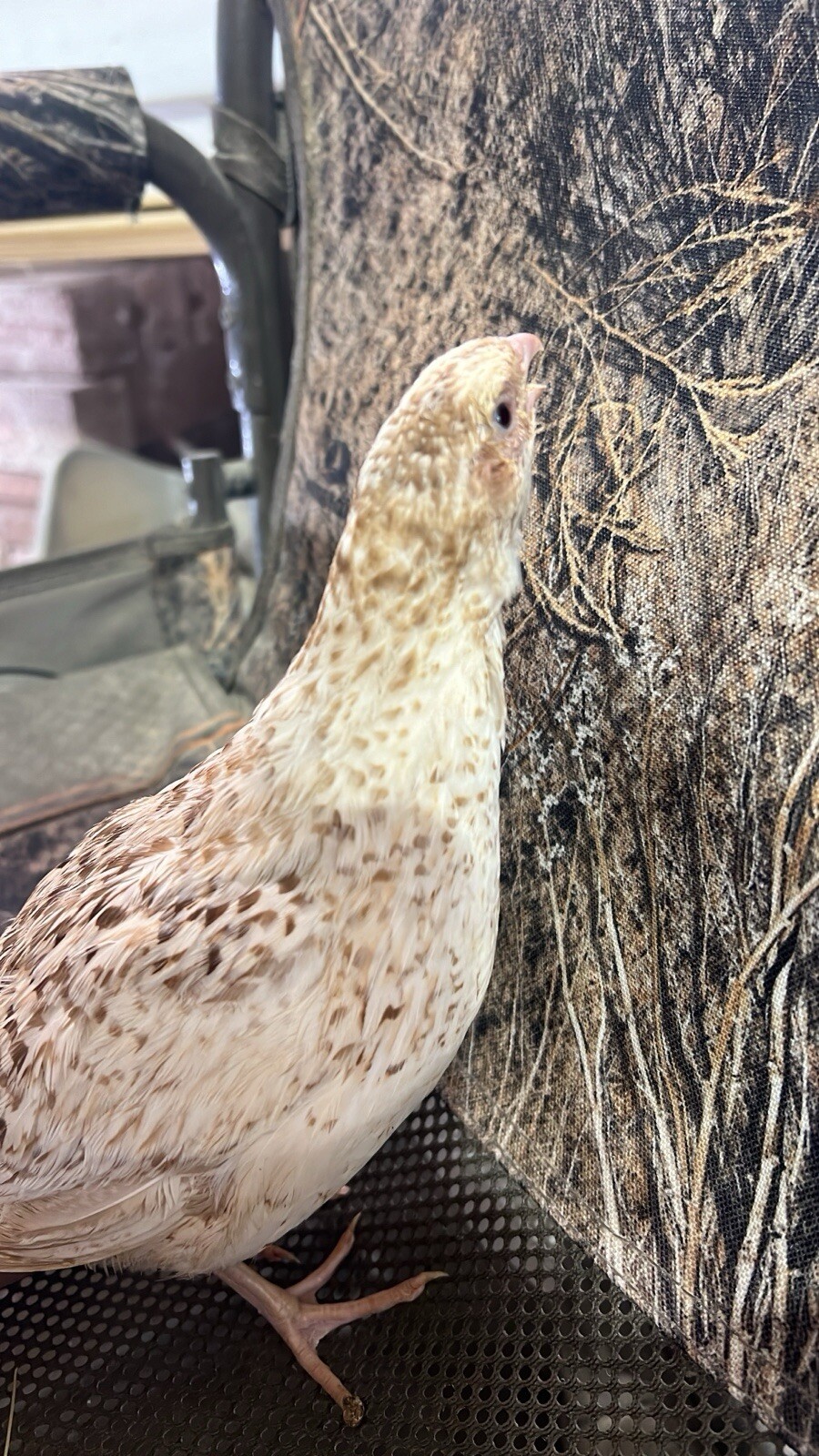 12+ count Ginger Quail Coturnix hatching eggs