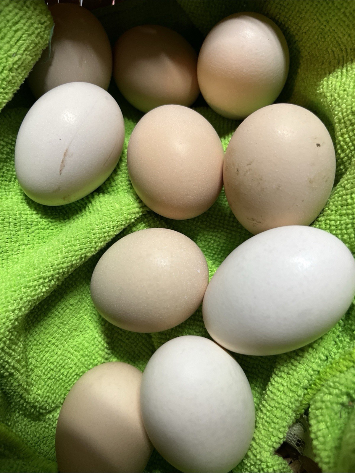 Swedish Flower Eggs 15+ Pack