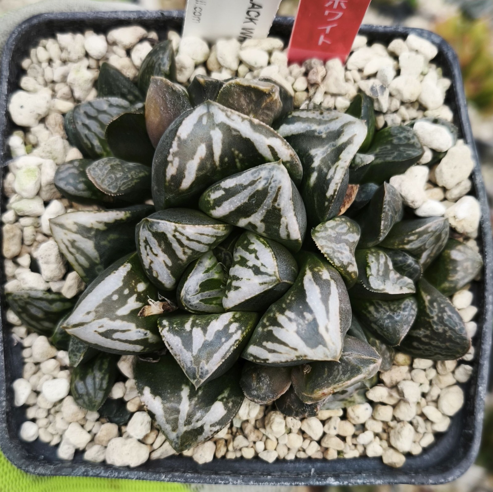 HW205 Haworthia 'BLACK WHITE' 'HUKO' 'CAPTAIN HOOK' as you wish, Phyto available