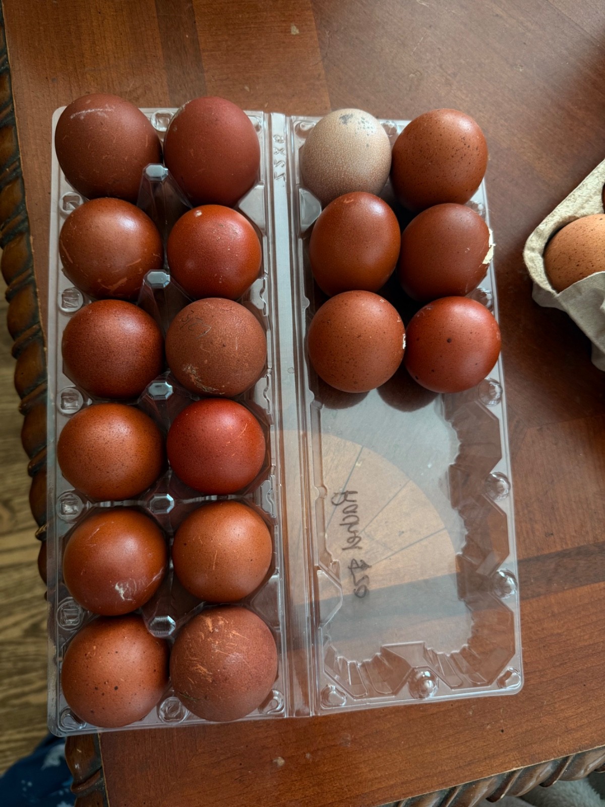 NPIP 12+ black copper maran eggs (6-8 range)