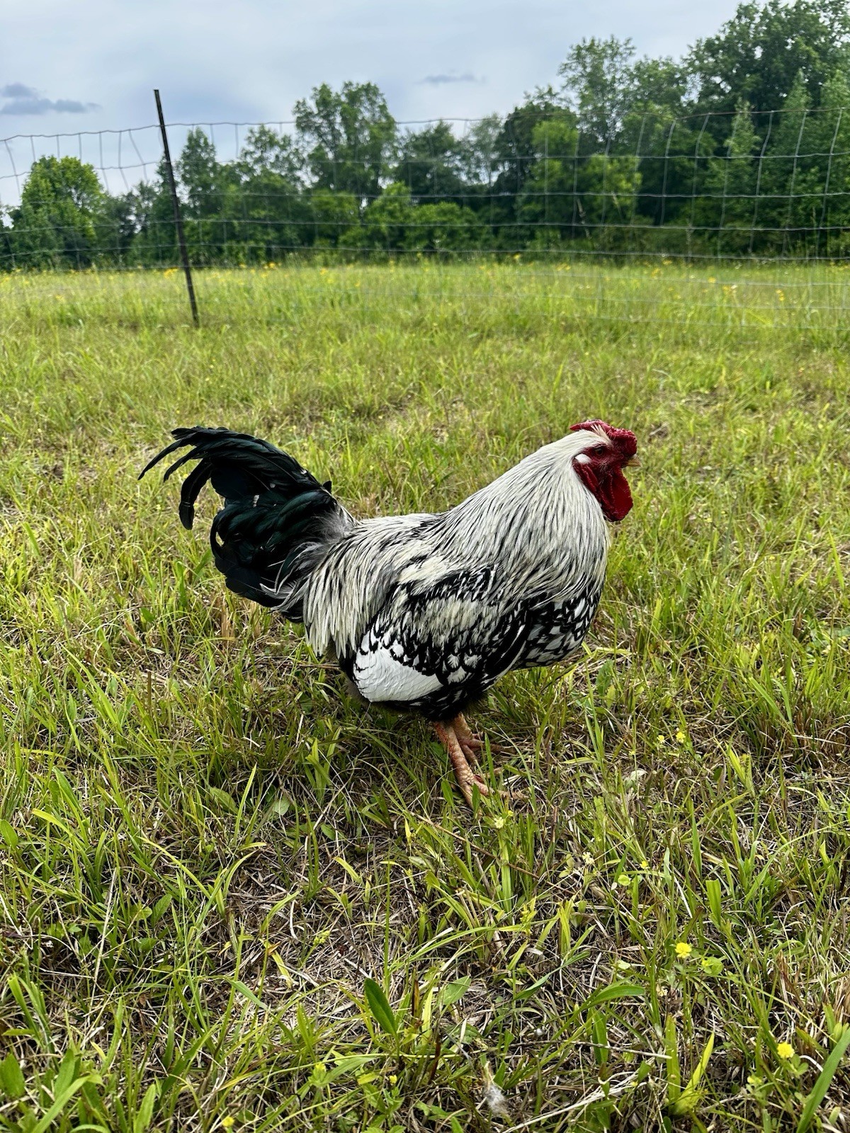 (12) Silver Laced Wyandotte Hatching Eggs