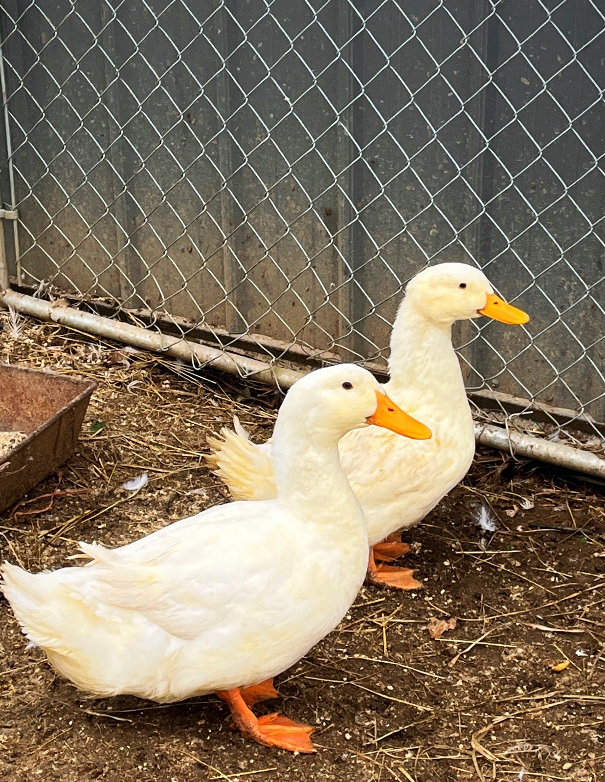 1doz.++ Assorted Species Fertile Hatching Eggs Turkey/chicken/duck
