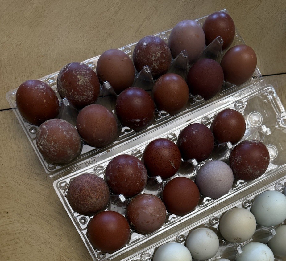 NPIP 12+ black copper maran eggs (6-8 range)