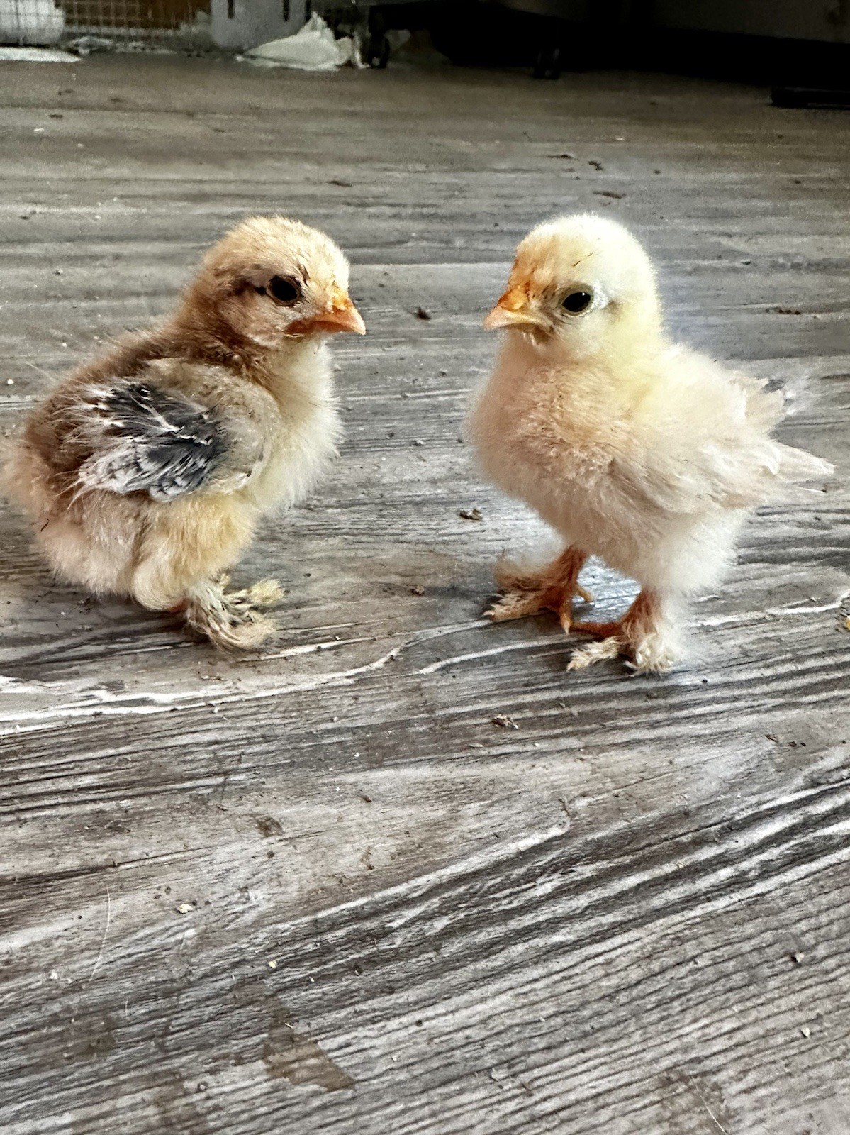 6+ Bantam Cochin Hatching Eggs, Calico, Frizzle, Splash