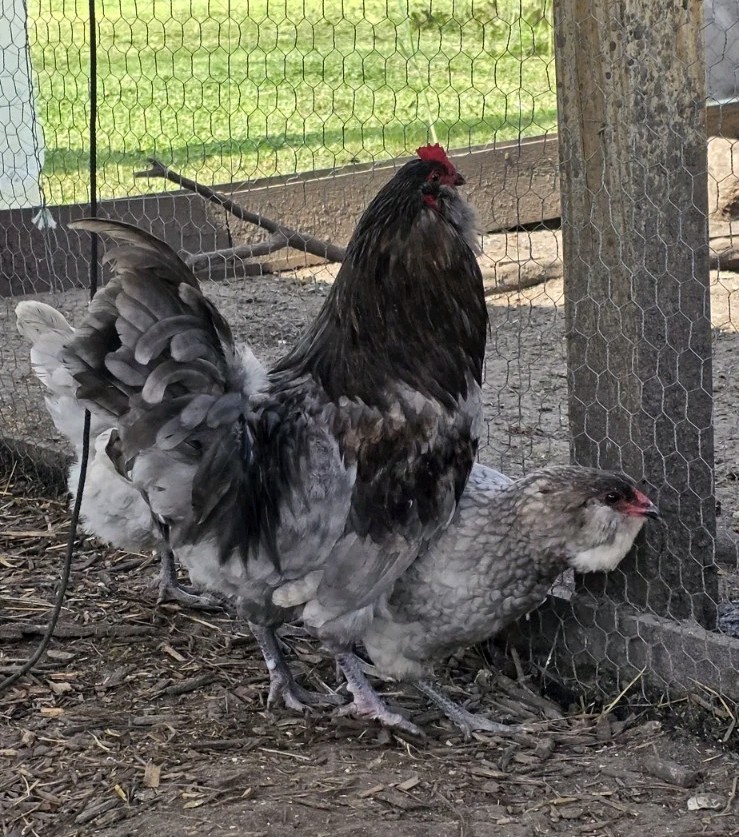 6+ Ameraucana Hatching Eggs – NPIP – Fertile Eggs