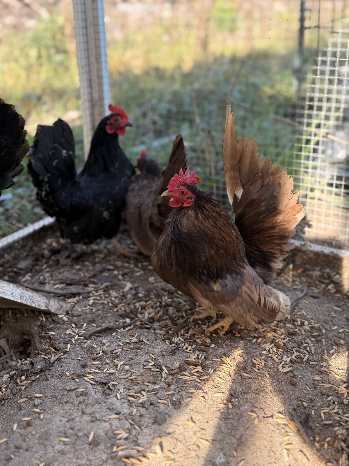 5+ Fertile chocolate serama hatching eggs