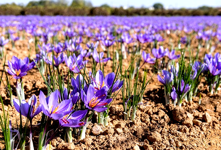 saffron Pure Grade A high quality Guarantee ( 4. grams )
