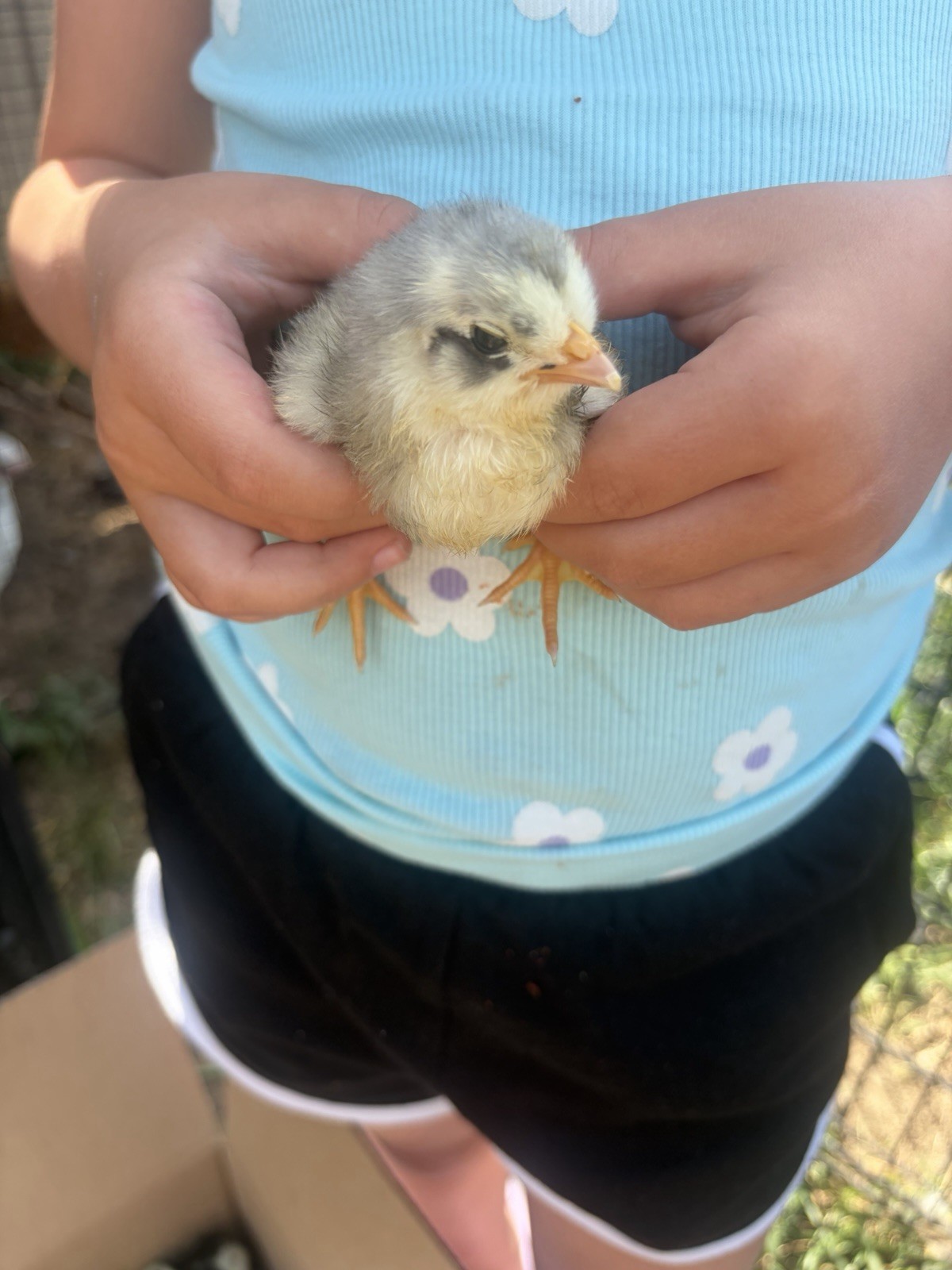 12+ Barnyard Mix Hatching Eggs