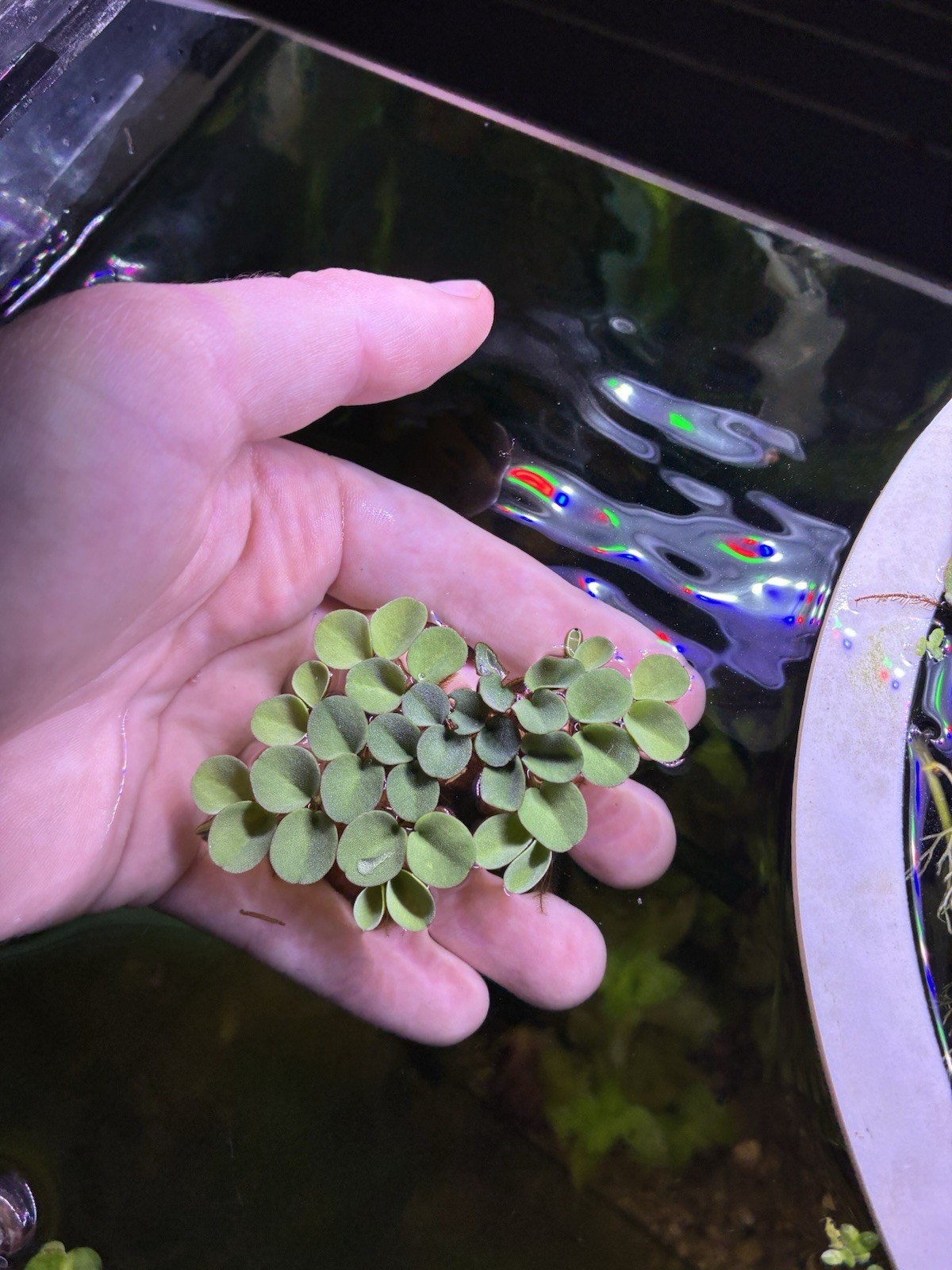 Salvinia - Live Floating Aquarium Plant - Freshwater