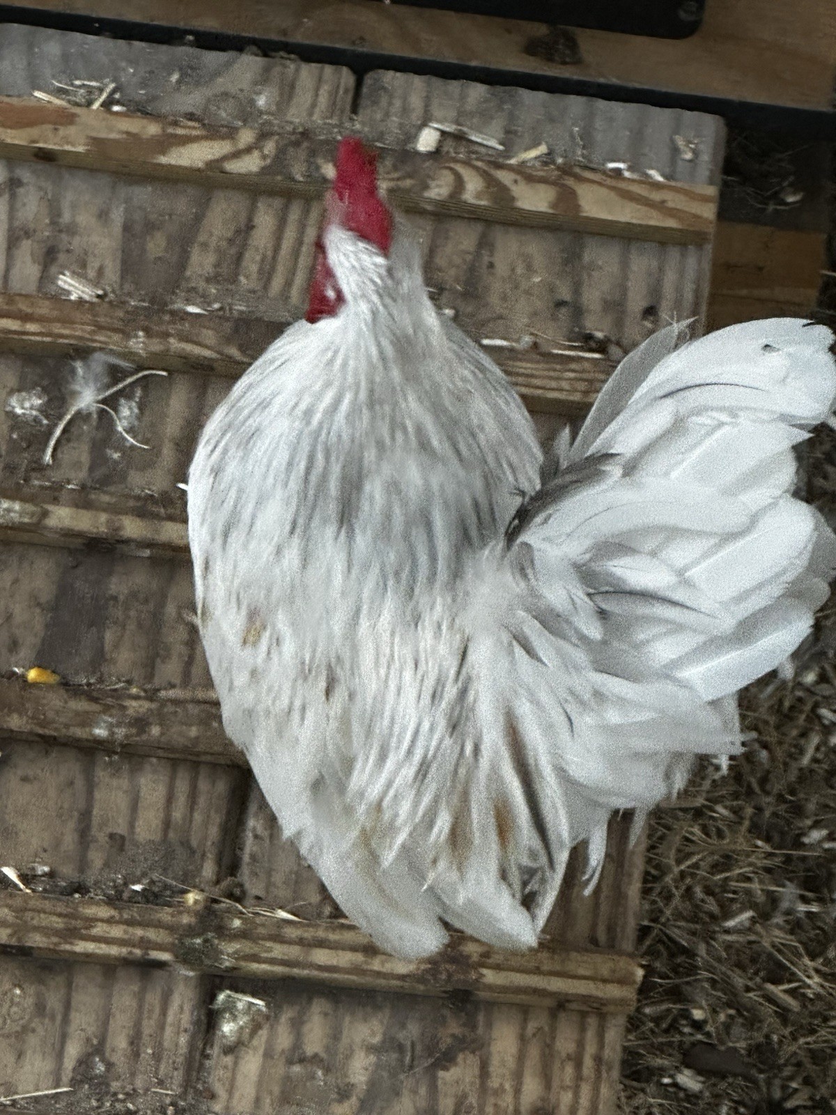 18 Show Quality Malaysian Serama Hatching Eggs