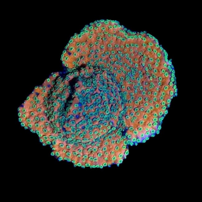 Sunset Montipora Coral (3/4" - 1") - SAQ Coral Farm