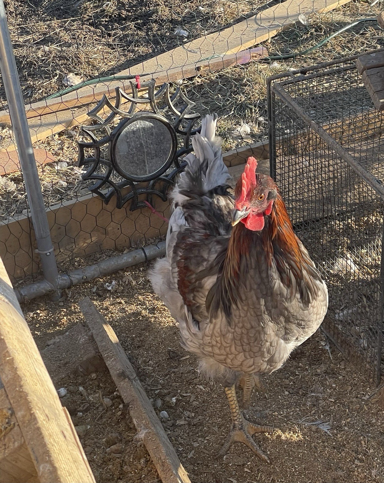 12+ Barnyard hatching eggs