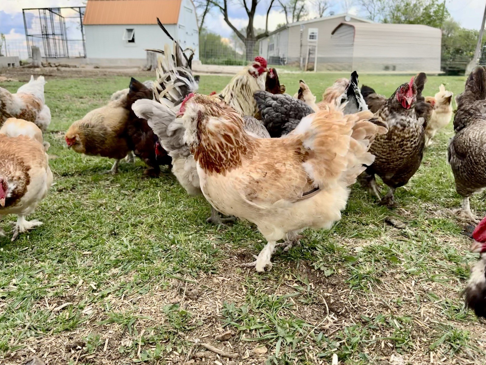 12+ Chicken Hatching Eggs Ameraucana, Easter/Olive Egger, Faverolles, Marans