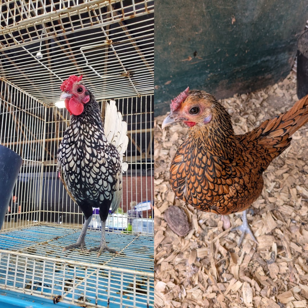 10+2 Silver & Golden Sebrights 100% Pure Fertile Hatching Eggs. Monday