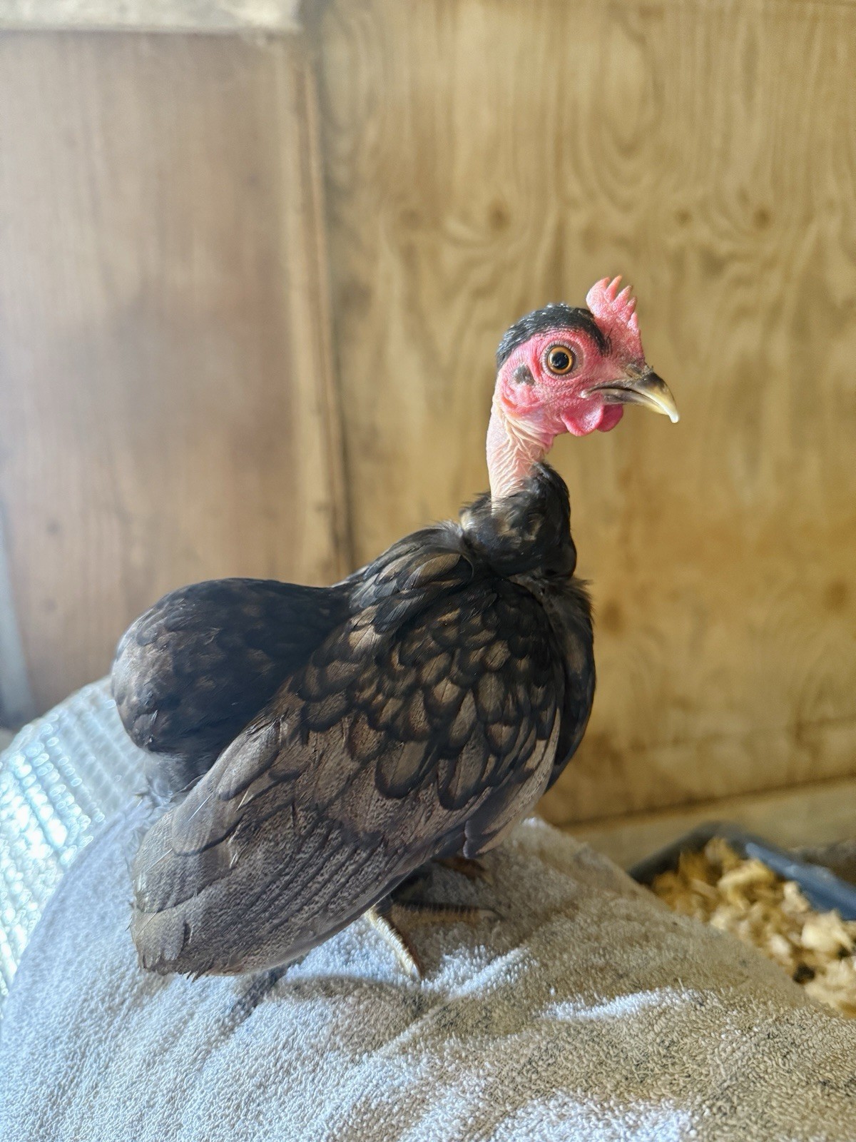 12++ Puerto Rico Imported Kiki Riki Hatching Eggs