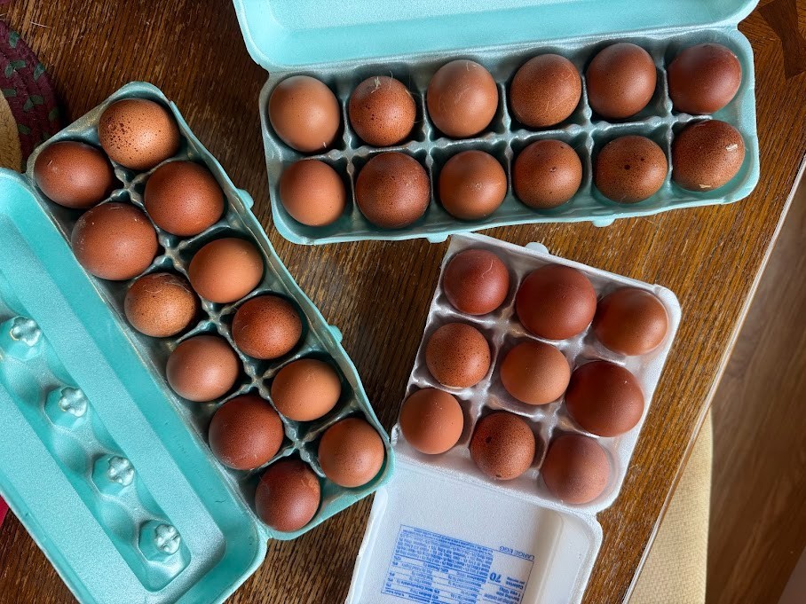 Blue and Black Copper Marans 10++ Fertile Hatching Eggs