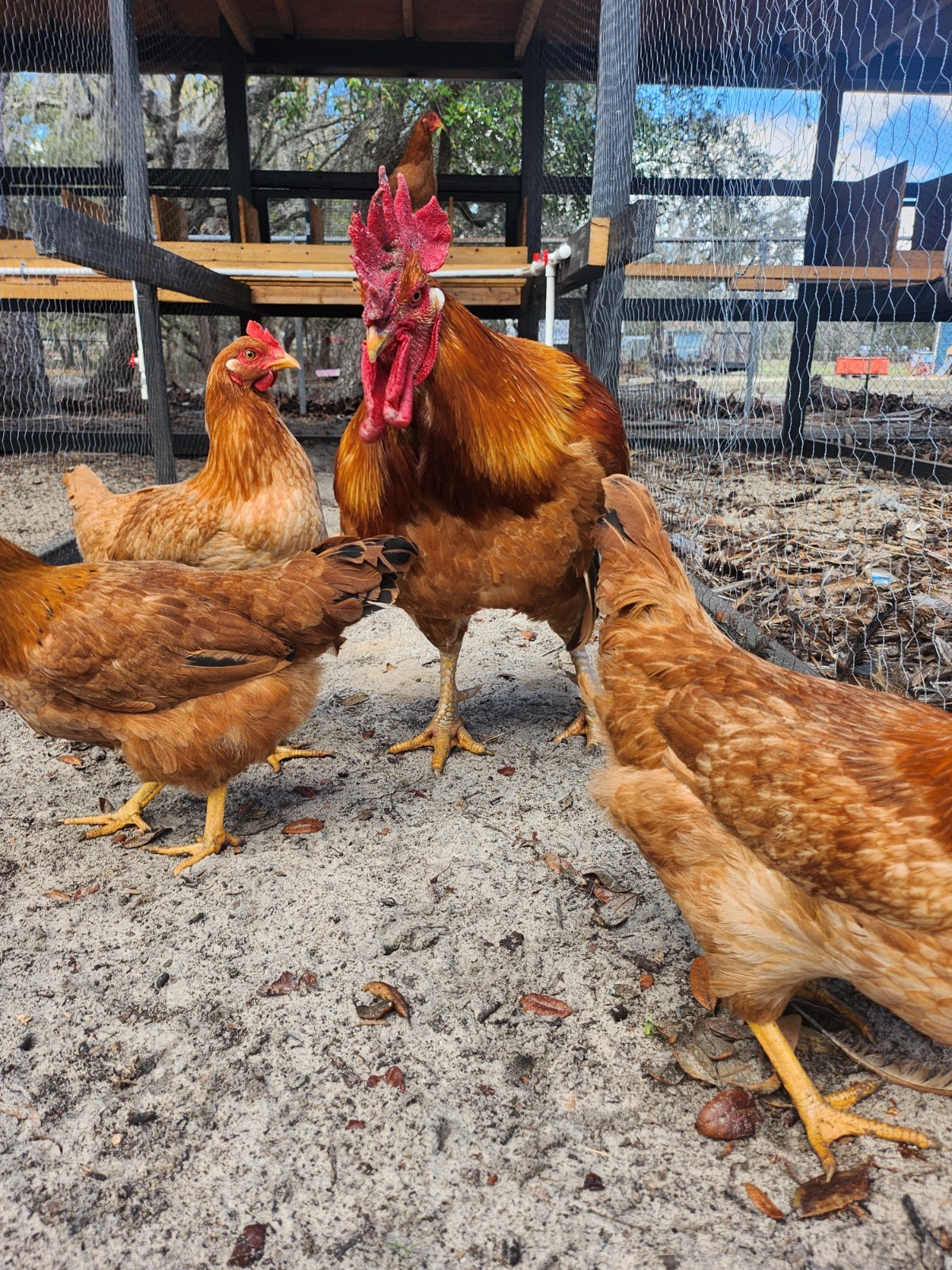6+ Fertile New Hampshire Red Chicken Hatching Eggs