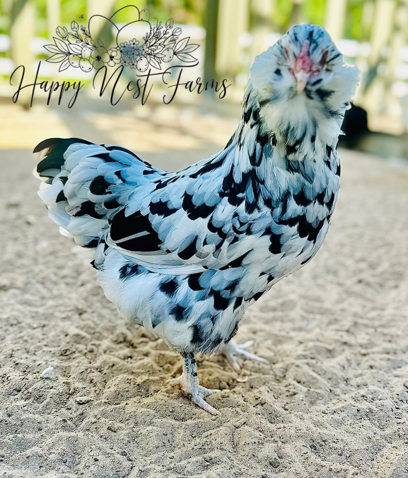 14 Ermine Ameraucana Fresh Fertile Hatching Eggs Free Shipping NPIP Certified