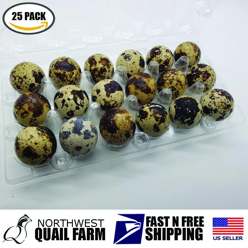 Jumbo Quail Egg Cartons 18 Cell (3x6) 25pcs - Secure Snap Close, Fast Shipping