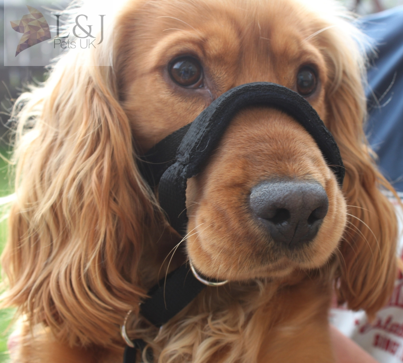 Padded Head Collar Dog Training Halter Stops Dog Pulling Training Tool