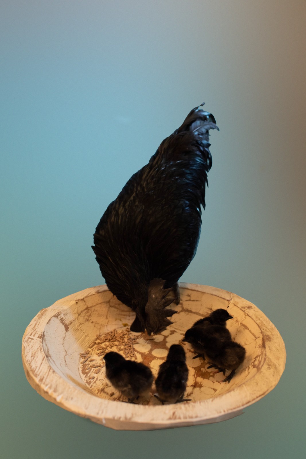 5 + 1 FREE Ayam Cemani Chicken Hatching Eggs | Happy Hatching!
